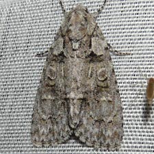 Acronicta ovata