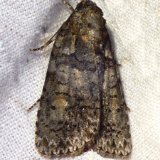 Acronicta increta