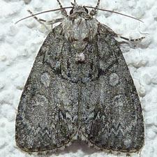 Acronicta retardata