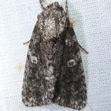 Acronicta afflicta