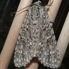 Acronicta impleta