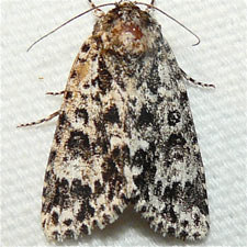 Acronicta noctivaga