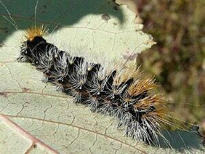 Acronicta impressa