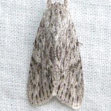 Acronicta oblinita