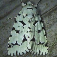 Acronicta fallax