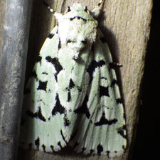 Acronicta fallax