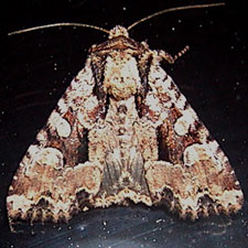 Apamea indocilis