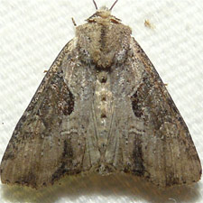 Lateroligia ophiogramma