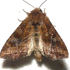 Loscopia velata