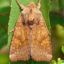 Amphipoea americana