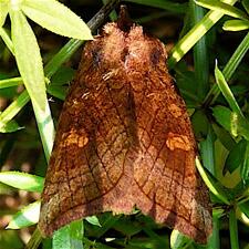 Amphipoea americana