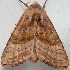 Phlogophora periculosa