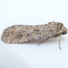 Spodoptera exigua