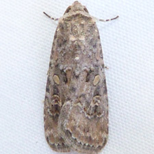 Spodoptera exigua