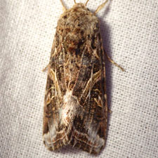 Spodoptera praefica