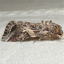 Spodoptera ornithogalli