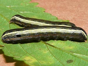 Spodoptera ornithogalli