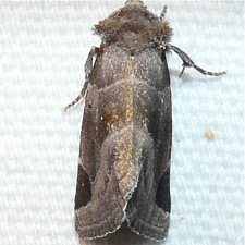 Plagiomimicus pityochromus