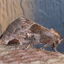 Plagiomimicus pityochromus