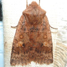 Eupsilia tristigmata