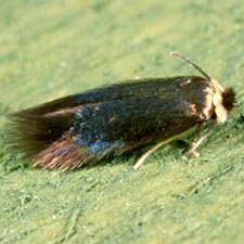 Stigmella multispicata