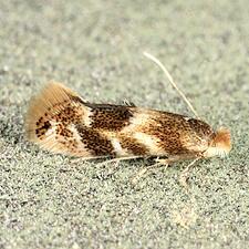 Bucculatrix canadensisella