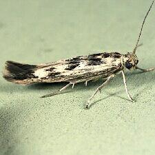 Scythris limbella