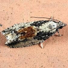 Epinotia nisella