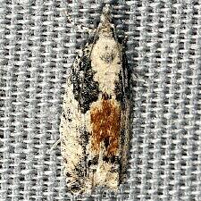 Epinotia nisella