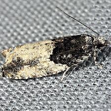 Epinotia cinereana