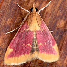 Pyrausta pythialis