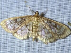 Herpetogramma thestealis