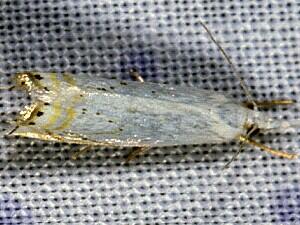 Crambus albellus