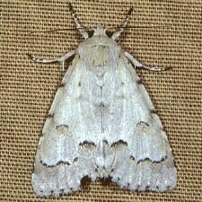 Acronicta innotata