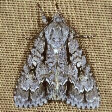 Acronicta hasta