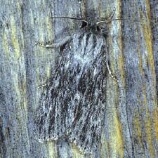 Acronicta longa