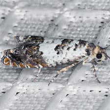 Epinotia nigralbana