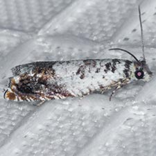 Epinotia nigralbana