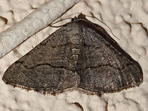 Digrammia napensis