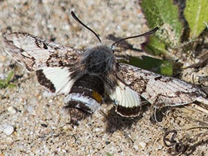 Euproserpinus phaeton