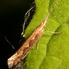 Plutella xylostella