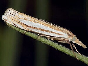 Crambus laqueatellus