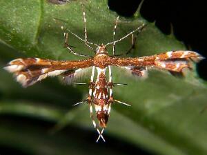 Geina tenuidactylus