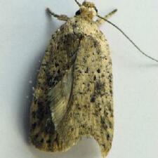 Agonopterix senicionella