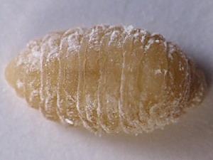 Fulgoraecia exigua