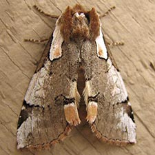 Euthyatira lorata