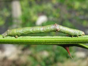 Iridopsis defectaria