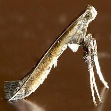 Caloptilia rhoifoliella