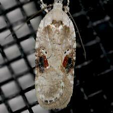 Agonopterix alstroemeriana