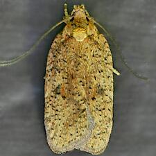 Agonopterix thelmae